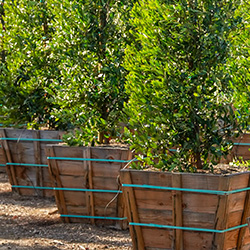 treeboxes
